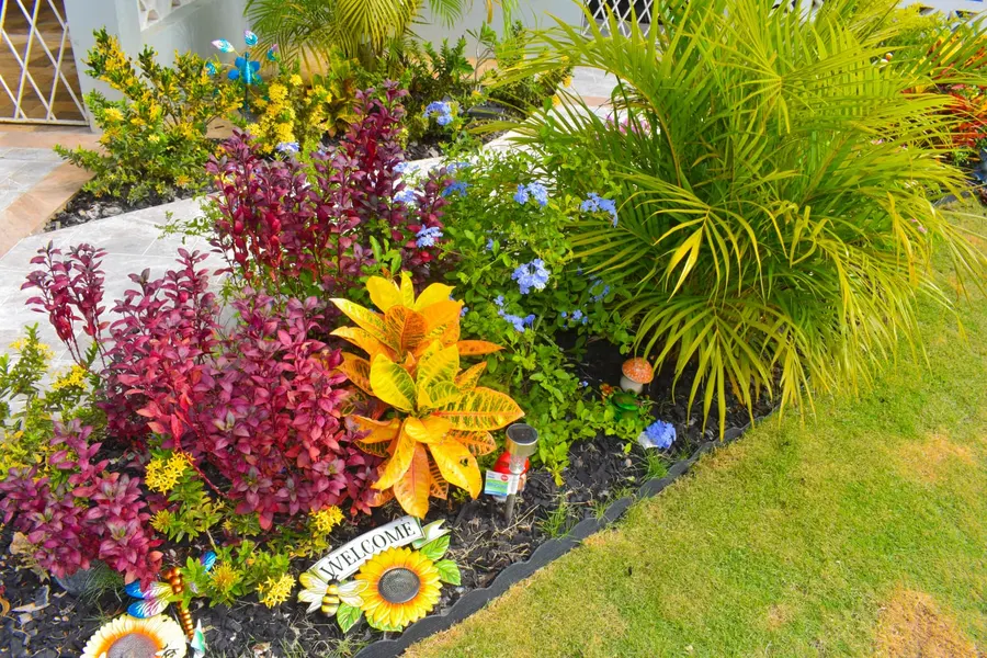Tropical garden bed with crotons and palms beside the stone walkway
